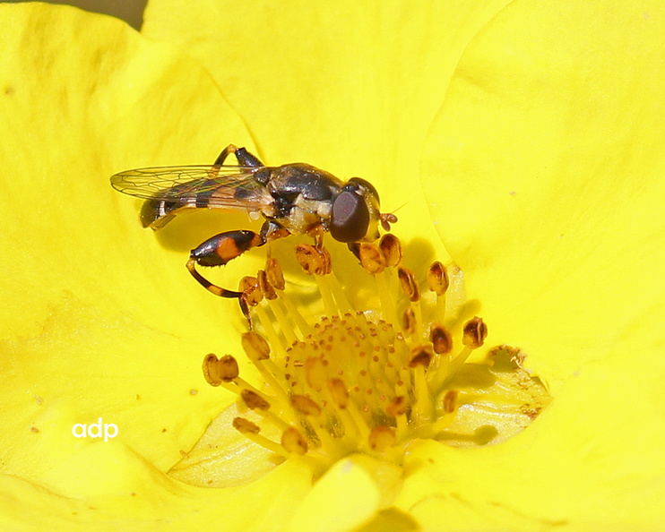 Note patterned enlarged hind femur IMG_8691tqs800c Syritta pipiens f BD.jpg
